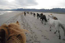 Iceland-West-Black Lava and White Sand